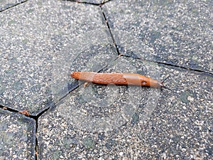 red brown slug on tile - gastropod mollusc