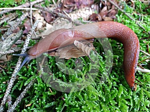 Red-brown slug in woodland