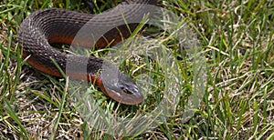 Red and brown snake in the grass