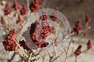 Red brushwood of sumac, Rhus Typhina Brilliant photo