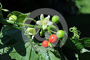 Red bryony