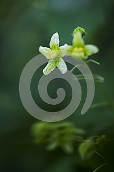 Red bryony, Bryonia dioica