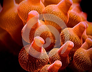 Red Bubbletip anemone in closeup