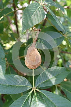 Red Buckeye Hanging from a Tree