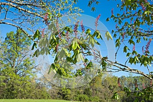 Red Buckeye Tree Blooms On Blue Sky Background.