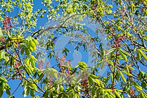 Red Buckeye Tree Blooms On Blue Sky Background.