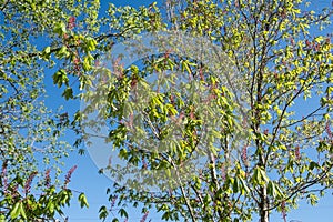 Red Buckeye Tree Blooms On Blue Sky Background.