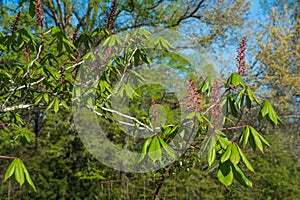 Red Buckeye Tree Blooms On Blue Sky Background.