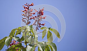 Red Buckeye Tree