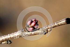 Red bud