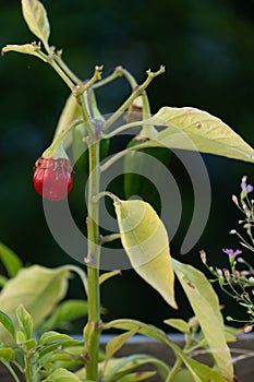 Red bud flower