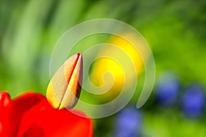 Red bud flower tulip, soft focus