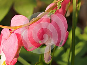 Red Bud flowers of the bleeding heart. Flowering Bush