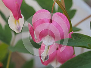 Red Bud flowers of the bleeding heart. Flowering Bush