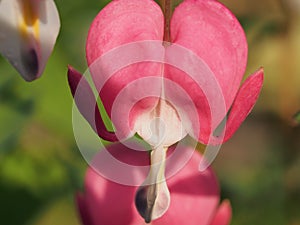 Red Bud flowers of the bleeding heart. Flowering Bush