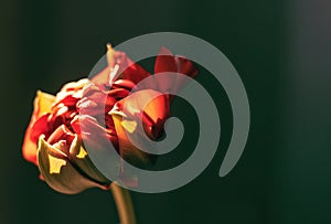 Red bud on green background.