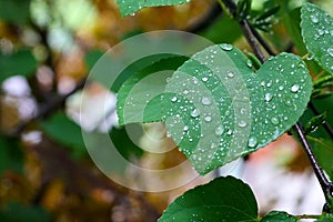 Red bud Heart-shaped Leaf Adorned With Rain Droplets Cercis canadensis