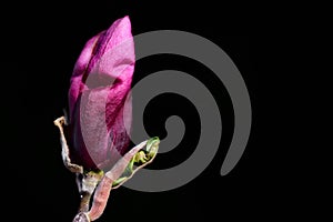 The red bud of an magnolia grows on a branch in nature against a black background