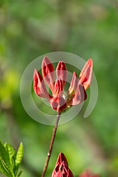 Red bud of Rhododendron molle