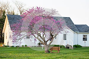 A Red Bud Tree Blooming and Farm House