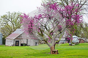 A Red Bud Tree Blooming in Spring