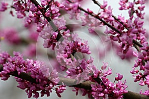 Red Bud Tree Blooms photo