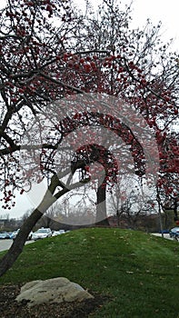 Red bud tree