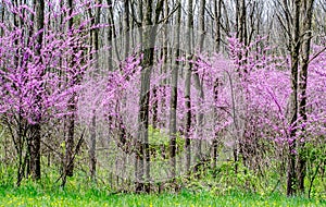 Red bud trees in rural Michigan USA