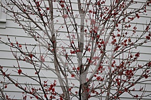 Red Budding against white clapboard siding