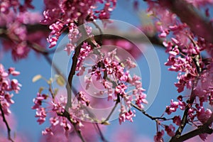 Red Buds Appear Right on Time in Texas