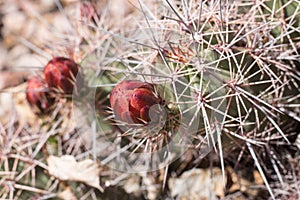 Red buds cactus in the moutain.