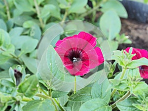 Red buds of Petunia flowers. Floriculture. Gardening