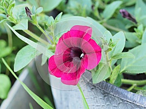 Red buds of Petunia flowers. Floriculture. Gardening