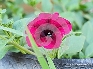 Red buds of Petunia flowers. Floriculture. Gardening