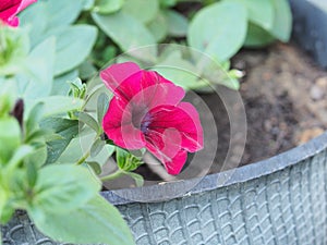 Red buds of Petunia flowers. Floriculture. Gardening