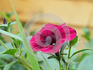 Red buds of Petunia flowers. Floriculture. Gardening