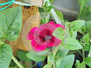 Red buds of Petunia flowers. Floriculture. Gardening