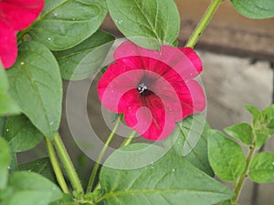 Red buds of Petunia flowers. Floriculture. Gardening