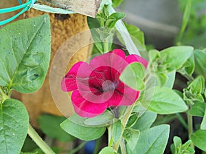 Red buds of Petunia flowers. Floriculture. Gardening