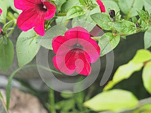 Red buds of Petunia flowers. Floriculture. Gardening