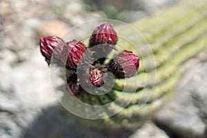 Red buds ready to bloom of a cactus photo