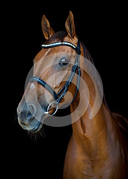 Red budyonny horse on black background