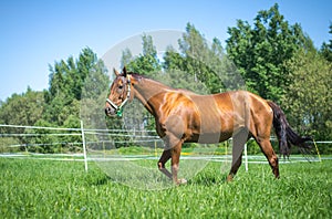 Red budyonny horse walking in green field