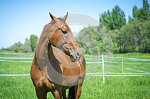 Red budyonny mare horse