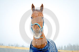 Red budyonny mare horse in halter