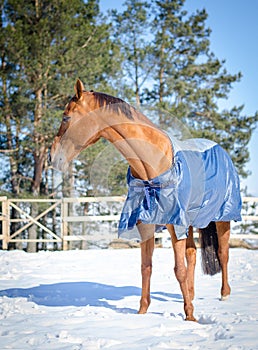 Red budyonny mare horse in horsecloth