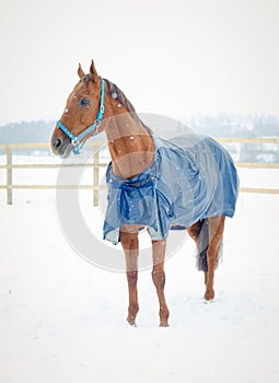 Red budyonny mare horse in the winter landscape