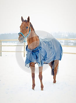 Red budyonny mare horse in the winter landscape