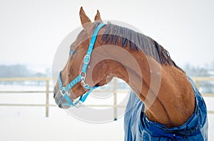 Red budyonny mare horse in winter