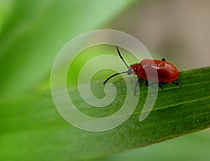 red bug